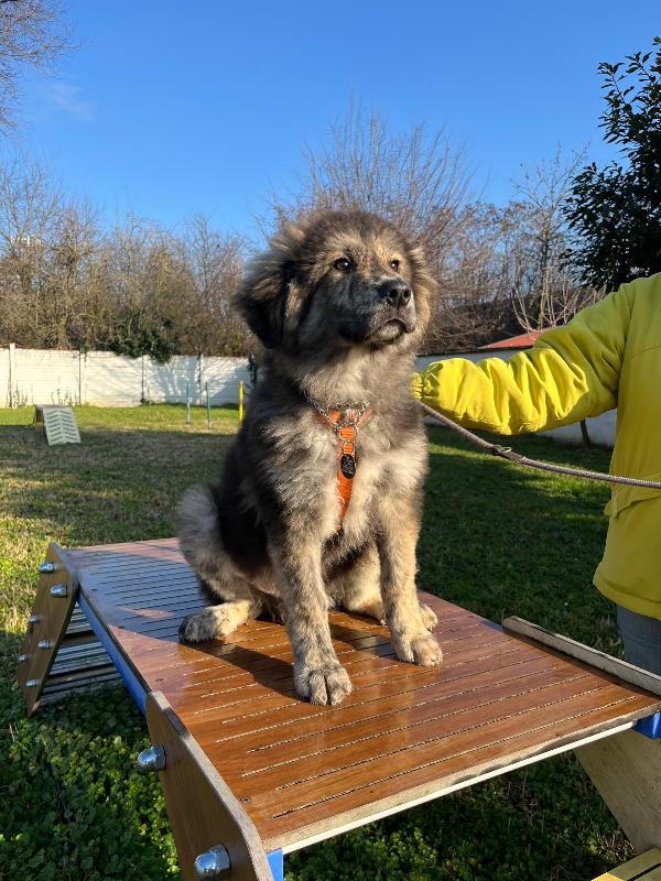 Paul Newman Cucciolo